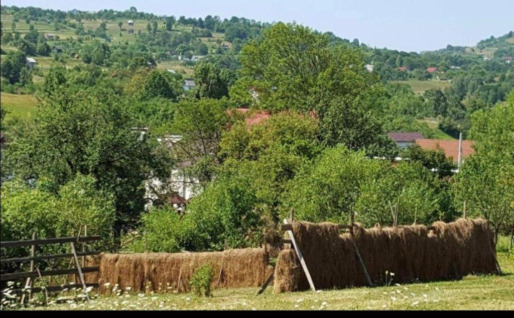 Pensiunea Trei Lalele Moisei Bagian luar foto